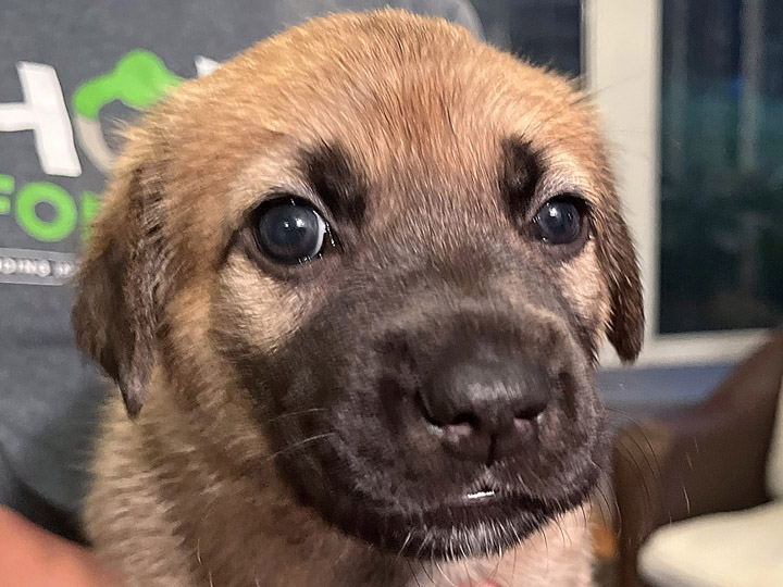 chinook puppy